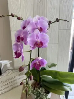 胡蝶蘭 アイビー寄せ植え