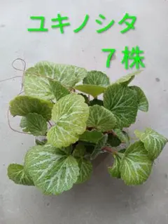 ユキノシタ　雪ノ下　多年草　野草　薬草　漢方　山菜　食用　•７株•　ネコポスのサムネイル