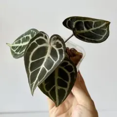 Anthurium Mystic A88 良個体 レア 株分個体 ネコポス ② - メルカリ