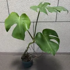 4 モンステラ 6号 幹立ち 幹上がり 観葉植物 - メルカリ