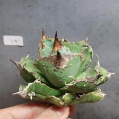 アガベ チタノタ オテロイ 無名 ノーネーム ブツブツ 密刺 うねり 3
