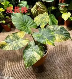 A*様 アロカシア アズラニー ピンクアルボ 斑入り 芋 1つ - メルカリ
