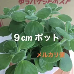 アロマティカス 根付き 土ごと 抜き苗 5本　匿名配送　9cmポット