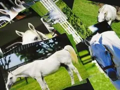 2025年最新】芦毛の人気アイテム - メルカリ