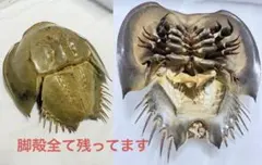 野生　カブトガニ 脱皮殻 約45cm カブトガニの脱皮殻が拾える街、笠岡 - 笠岡市ホームページ