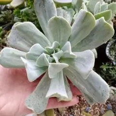多肉植物^o^  トップシーダビー　超大苗！ 35 多肉植物 トップシータービー 群生 大苗 抜き苗 ¥500 - メルカリ