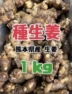 種生姜 熊本生姜 1 キロのサムネイル