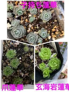 エルサ✦‧✧̣̥̇‧様 リクエスト 2点 まとめ商品