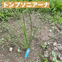 ユッカ　トンプソニアーナ　1株　苗40のサムネイル
