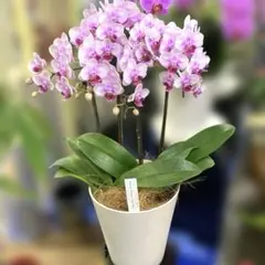 専用商品⭐️蘭工房⭐️ミディ胡蝶蘭⭐️2株寄せ植え⭐️二鉢 - メルカリ