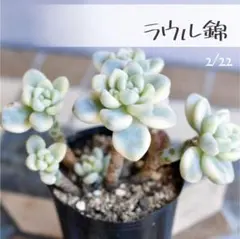 2026年最新】多肉錦の人気アイテム - メルカリ