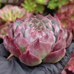 2025年最新】カシオ赤錦の人気アイテム - メルカリ