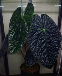 ゆうた様 リクエスト 2点 まとめ商品