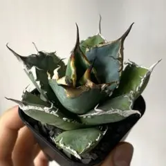 ふみ様 リクエスト 2点 まとめ商品 0663 0654