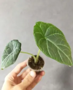 希少 マハラニ アロカシア 健康な小株 B