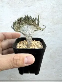 2026年最新】綴化 グラキリスの人気アイテム - メルカリ