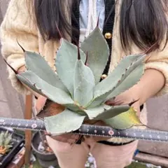 アガベ チタノタ“赤棘パリー トランカータ” 美しい青白い 大株 - メルカリ