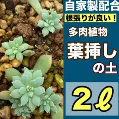 葉挿し　大量セット 2025年最新】葉挿しの人気アイテム - メルカリ