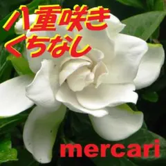 2026年最新】薔薇はつぼみのまま の人気アイテム - メルカリ