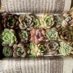 多肉植物　カット苗　詰め合わせ