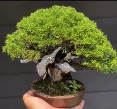激古!!根芸抜群!!上下23㎝ ルビーサンザシ 小品 中品 盆栽 真柏 黒松