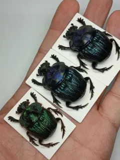 2026年最新】フンコロガシ 標本の人気アイテム - メルカリ