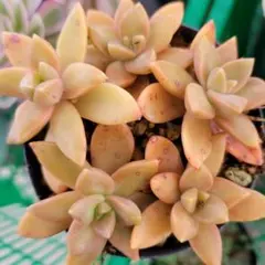 K苗カルフォルニアサンセット　抜き苗のサムネイル