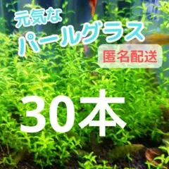 セール中！パールグラス 30本 水中葉 無農薬 スネールなし