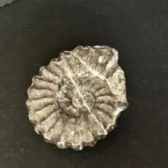 2026年最新】化石 アンモナイトの人気アイテム - メルカリ