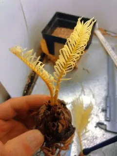 2026年最新】ソテツの人気アイテム - メルカリ