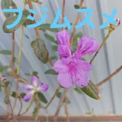 最終値下げ最後ですFilomela MIYABI 38-kT オレンジ2本セット - メルカリ