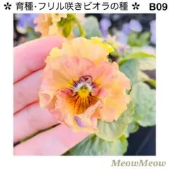 luna様 リクエスト 2点 まとめ商品