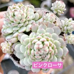 ꕤclara*様 リクエスト 2点 まとめ商品