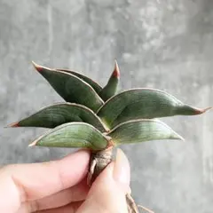 2026年最新】サンスベリア サンセベリア ロリダの人気アイテム - メルカリ