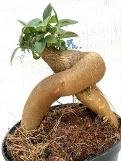 パンダガジュマル接木株 葉大きめ台木も安定 4号鉢 鉢底から30