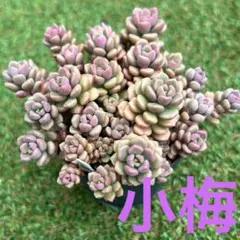多肉植物 小梅のサムネイル