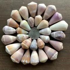 No829 天然貝殻 いろいろイモガイ セット