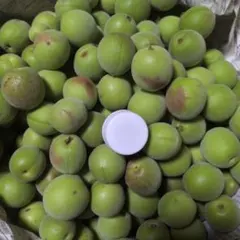 梅、青梅（800g）シミ、アザありのサムネイル