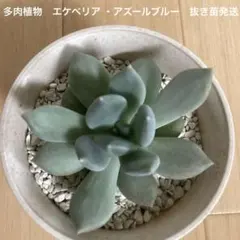 babyrhythm★様 リクエスト 2点 まとめ商品