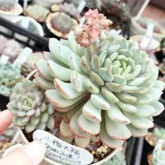 メルカリ便】 珊瑚の花 ミックスベリア 多肉植物 おらいさん苗 - メルカリ