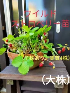 2025年最新】いちご 苗の人気アイテム - メルカリ