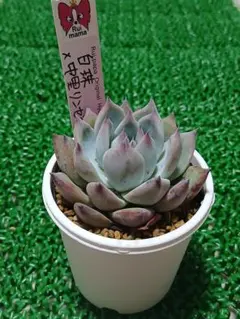 miyaさん苗 命名株交配 ラヴリンぜ×ピンクライン 札付き - メルカリ