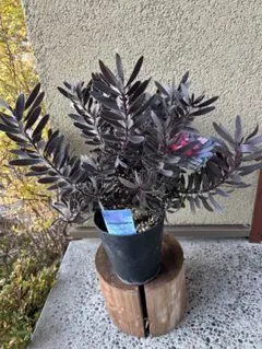 2025年最新】リューデンドロの人気アイテム - メルカリ