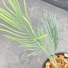 塊根植物】サイカスカイルンシアナ 国内実生 ソテツ③ - メルカリ