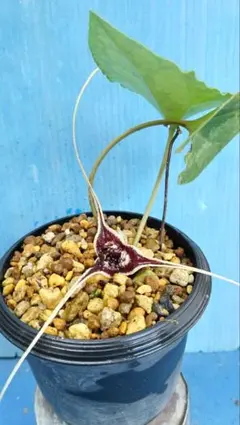 山野草、オナガカンアオイウルミ軸赤花、花芽付き - メルカリ