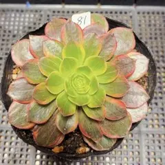 多肉植物　アエオニウム ハロウィン錦 万華鏡 群生　抜き苗 多肉植物 アエオニウム ハロウィン錦 万華鏡 群生 抜き苗 - メルカリ