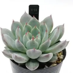 2025年最新】ザラゴーサspノバの人気アイテム - メルカリ