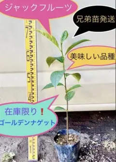 パラミツ ゴールデンナゲット種1鉢 - メルカリ