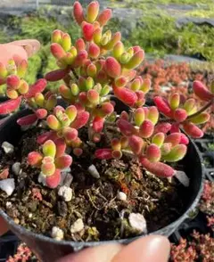 SALE❣️多肉植物 ドロサンテマム キラキラ 紅宝石 抜き苗 5cm鉢 1株