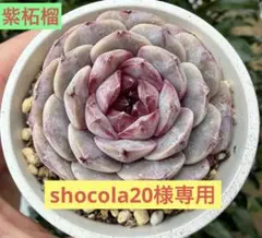 shocola20様 リクエスト 2点 まとめ商品